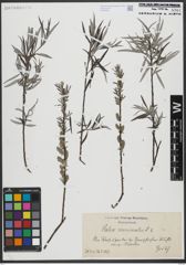 Foto von Salix viminalis L.